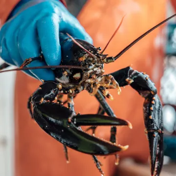 lobster fishing